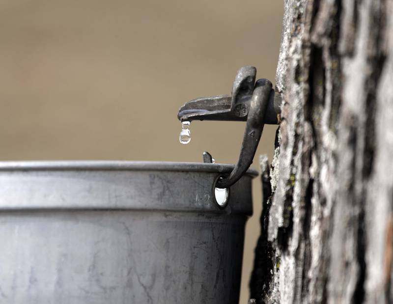 Sap drips from a tree during Maple Sugaring Days at LeRoy Oakes Forest Preserve Saturday March 5, 2022 in St. Charles.