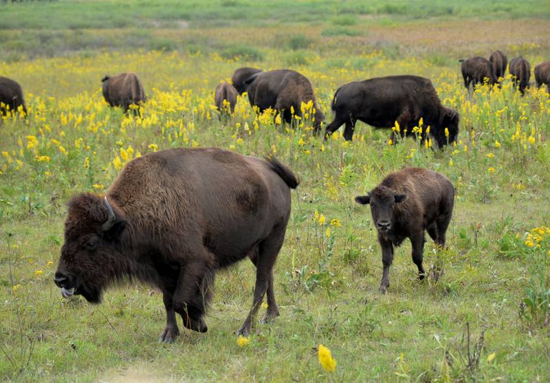 A bison and her calf walk by one of the bison tour wagons during the Nachusa Grassland's Autumn on the Prairie on Saturday, Sept. 16, 2023.