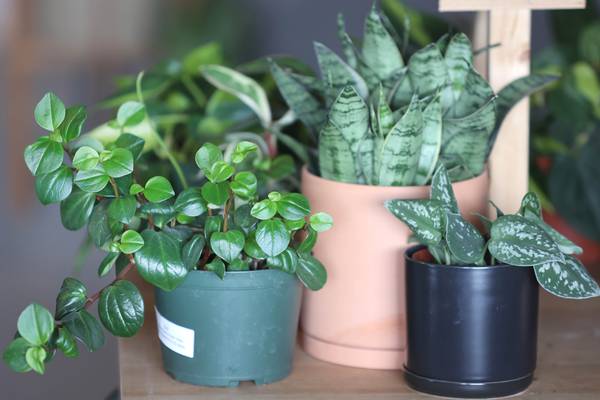 DeKalb library to offer houseplants workshop March 3