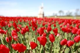 Tickets on sale now for Midwest Tulip Fest at Kuiper’s in Maple Park 