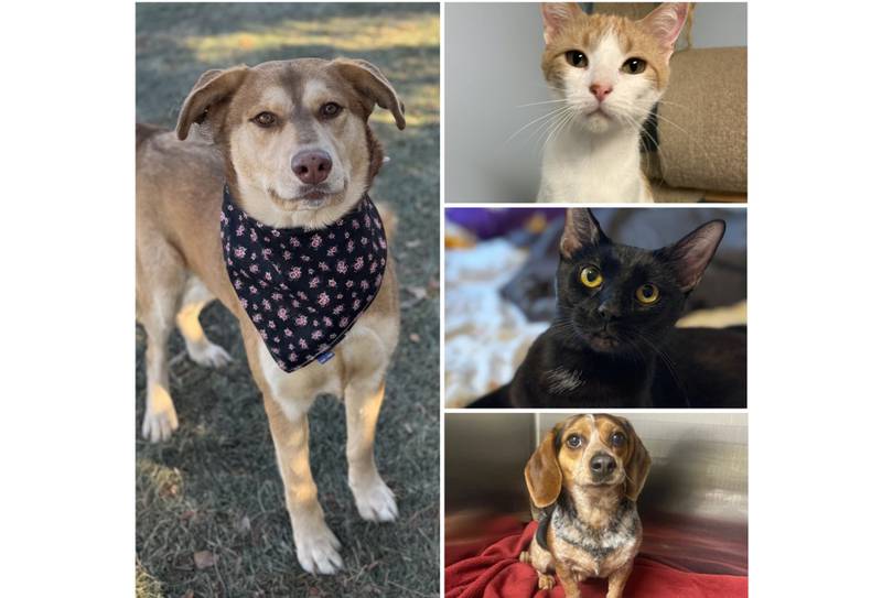 The Herald-News presents this week’s Pets of the Week. Read the description of each pet to learn about it, including where it can be adopted in Will County.