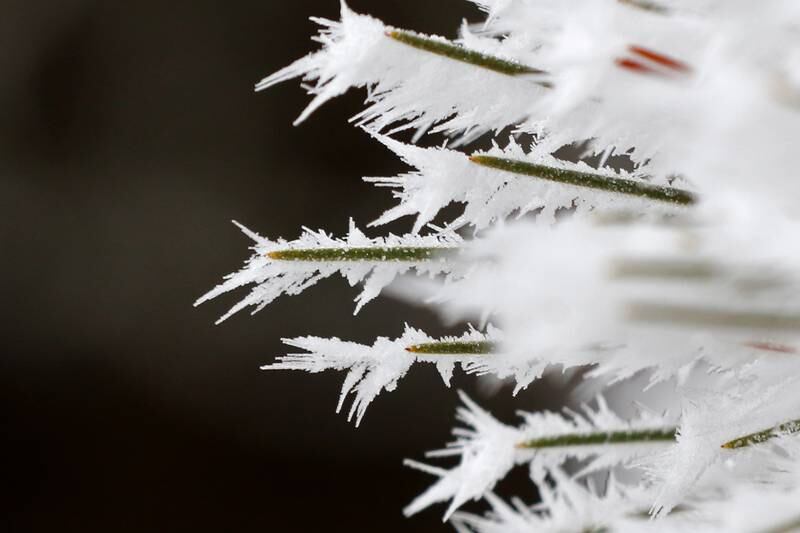 Snow and ice are collected on a tree at Deicke Park on Monday, Jan. 4, 2021, in Huntley.
