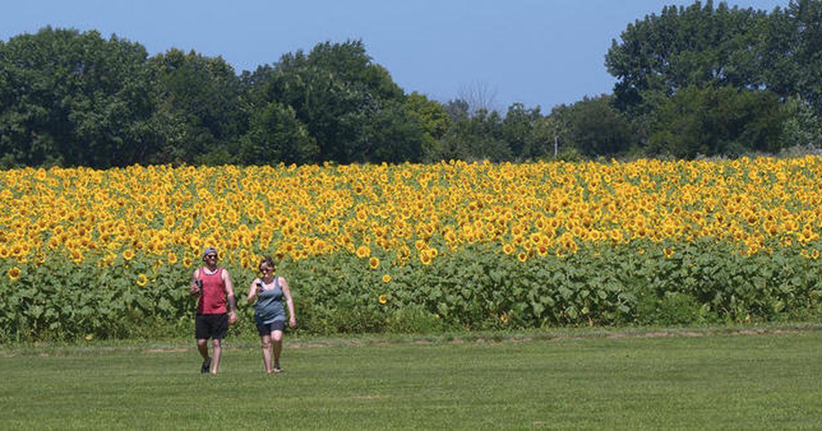 Matthiessen State Park sunflowers expected to bloom by late July Shaw