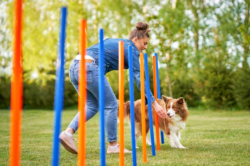 K9 obedience school clearance
