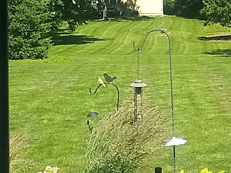 This apparently all-white house sparrow perched on a shepherd's hook with a bird cutout next to it in Terry and Barbara Ptak's Johnsburg yard the week of July 4, 2022.