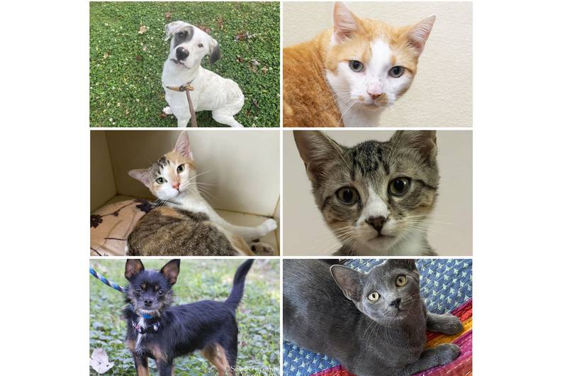 The Herald-News presents this week’s Pets of the Week. Read the description of each pet to find out about it, including where it can be adopted in Will County.