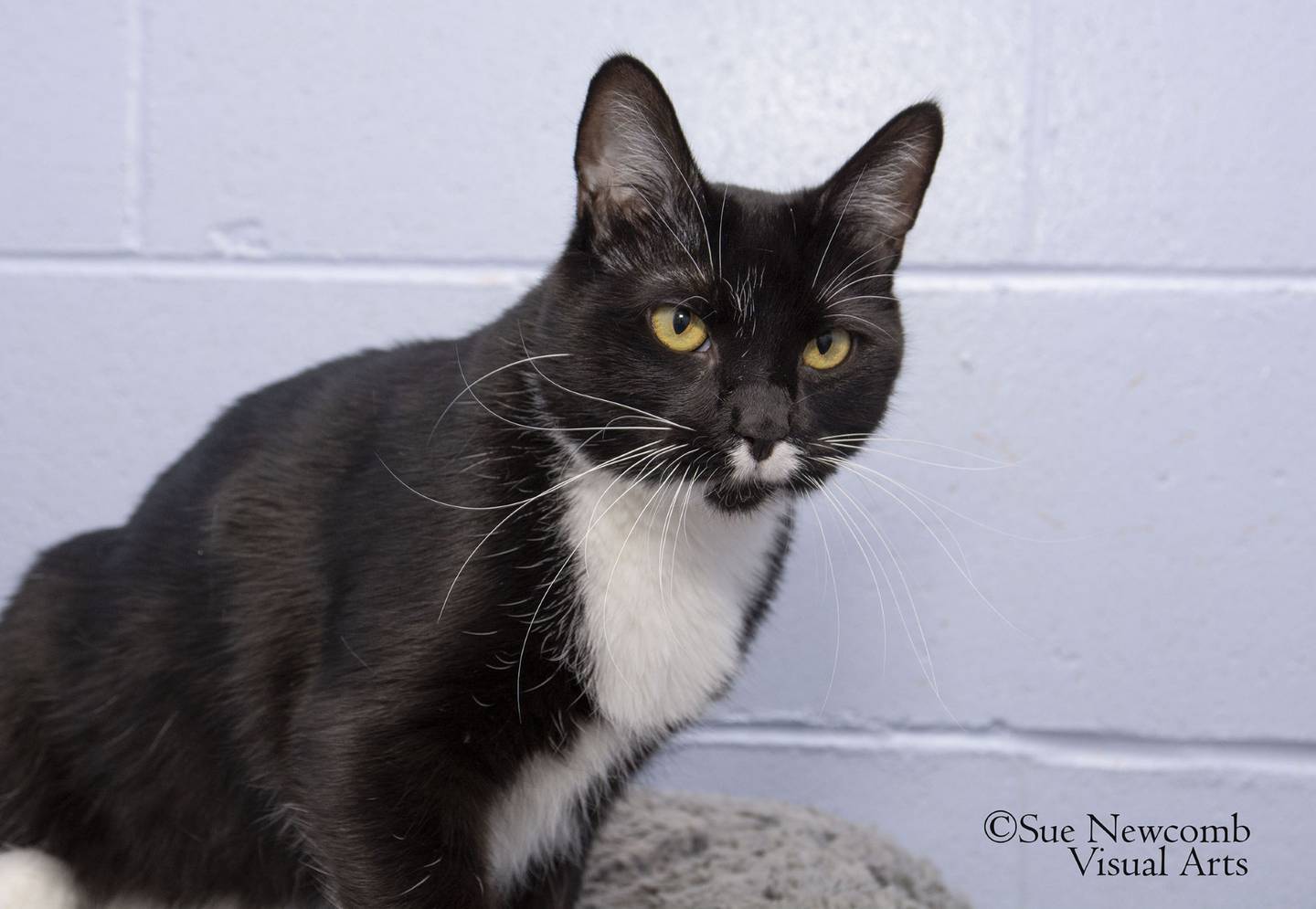 Darling is a domestic shorthair who came to the humane society pregnant. She gave birth to four beautiful kittens who are now grown and on their own. Darling is spayed and ready to find her forever home. She would do best in a home without other cats. Contact the Will County Humane Society at willcountyhumane.com and follow the instructions for the adoption process.