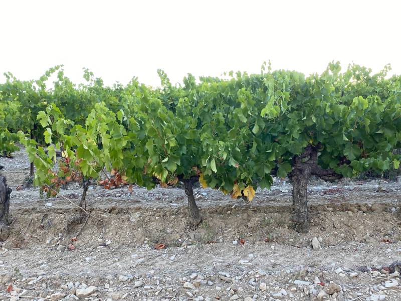 Seven-, 20- and 55-year-old vines showcase the resilience of Domaine de Mourchon's vineyards through the current extreme drought and heat conditions.