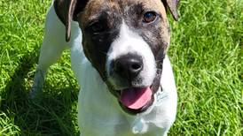 Happy bundle of energy hopes for life with active family