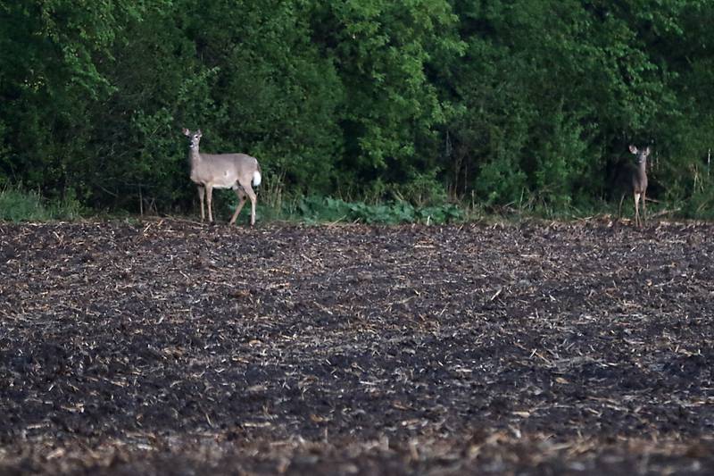 Deer graze along the farm field near Huntley on Monday, May 8, 2023.