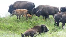 Bison tours offered this Saturday at Nachusa Grasslands’ Autumn on the Prairie