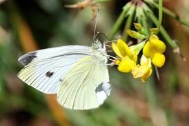 University of Illinois Extension spring gardening webinar series begins April 29