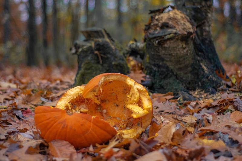 will county, will county forest preserve, government, environment, pumpkin