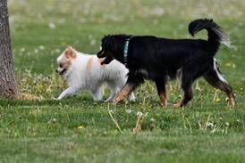 Will County forest preserve dog park permits now on sale 