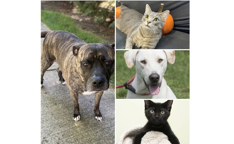 The Herald-News presents this week’s Pets of the Week. Read the description of each pet to find out about it, including where it can be adopted in Will County.