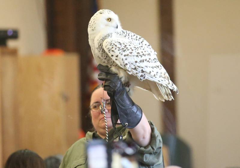 Beth Chan of the Illinois Raptor Center, holds a Snowy owl during Eagle Watch Weekend on Saturday, Jan. 25, 2025 inside the Great Hall at Starved Rock Lodge.