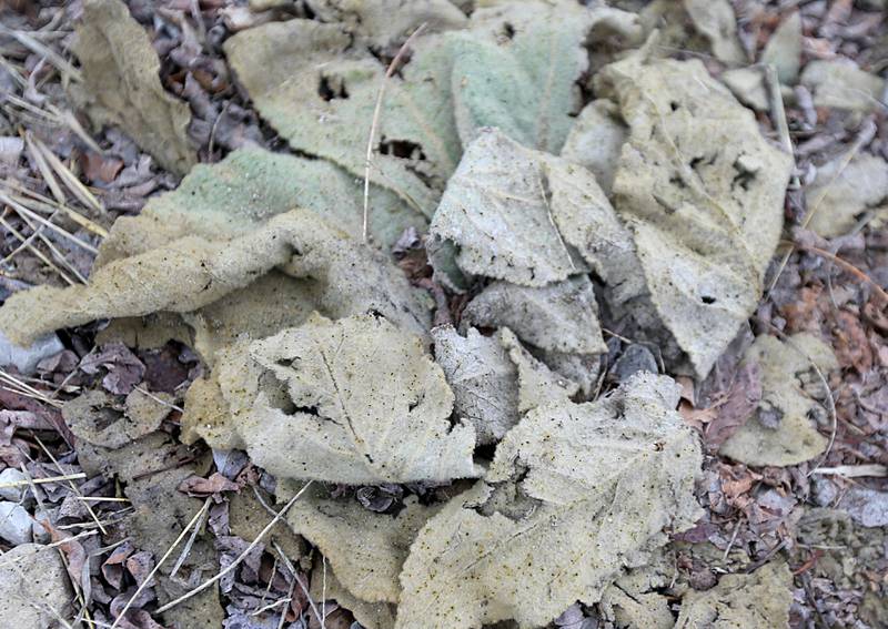 Dead leaves are covered in oxidizer on Zinc Street from the Carus Chemical fire on Thursday, Jan. 12, 2023  in La Salle.