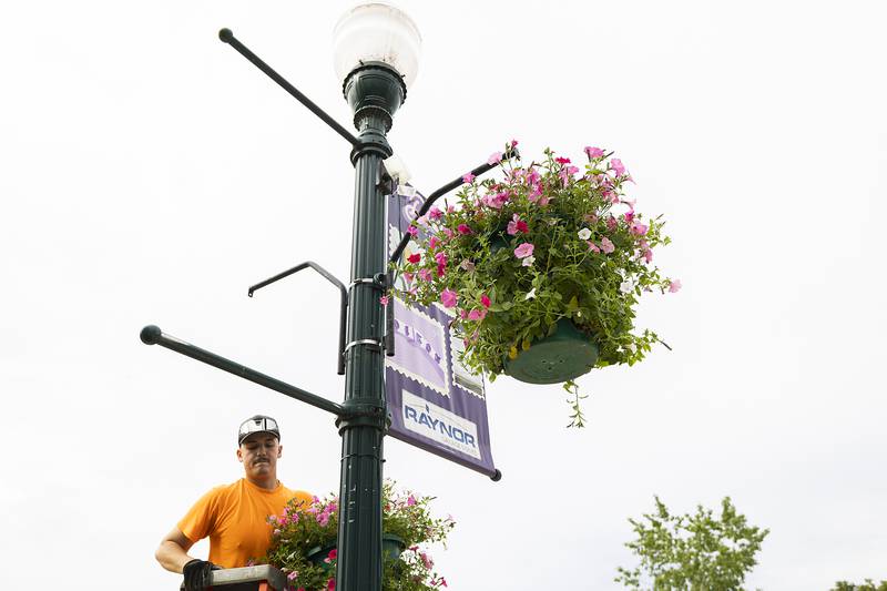 City of Dixon employee Griffey Rodriguez ascends a ladder to place a basket of petunias on a pole Tuesday, May 27, 2025, in Dixon.