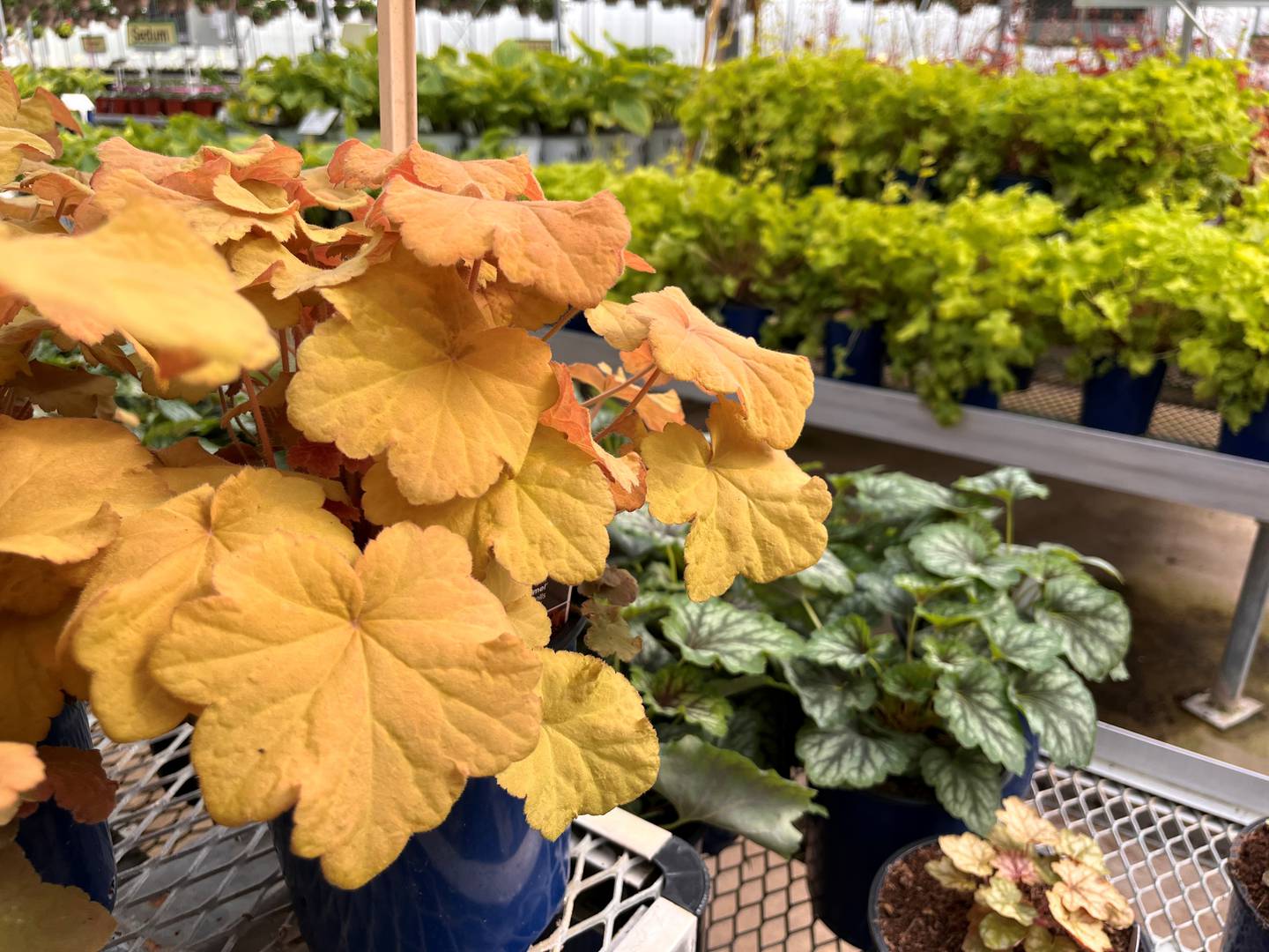 Coral bells grow in shaded areas.