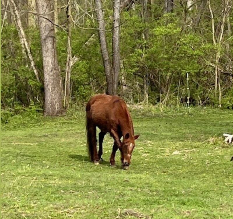 Streator police reported a 28-year-old horse was injured from an apparent stabbing on the horse owner’s property on the west edge of the city.