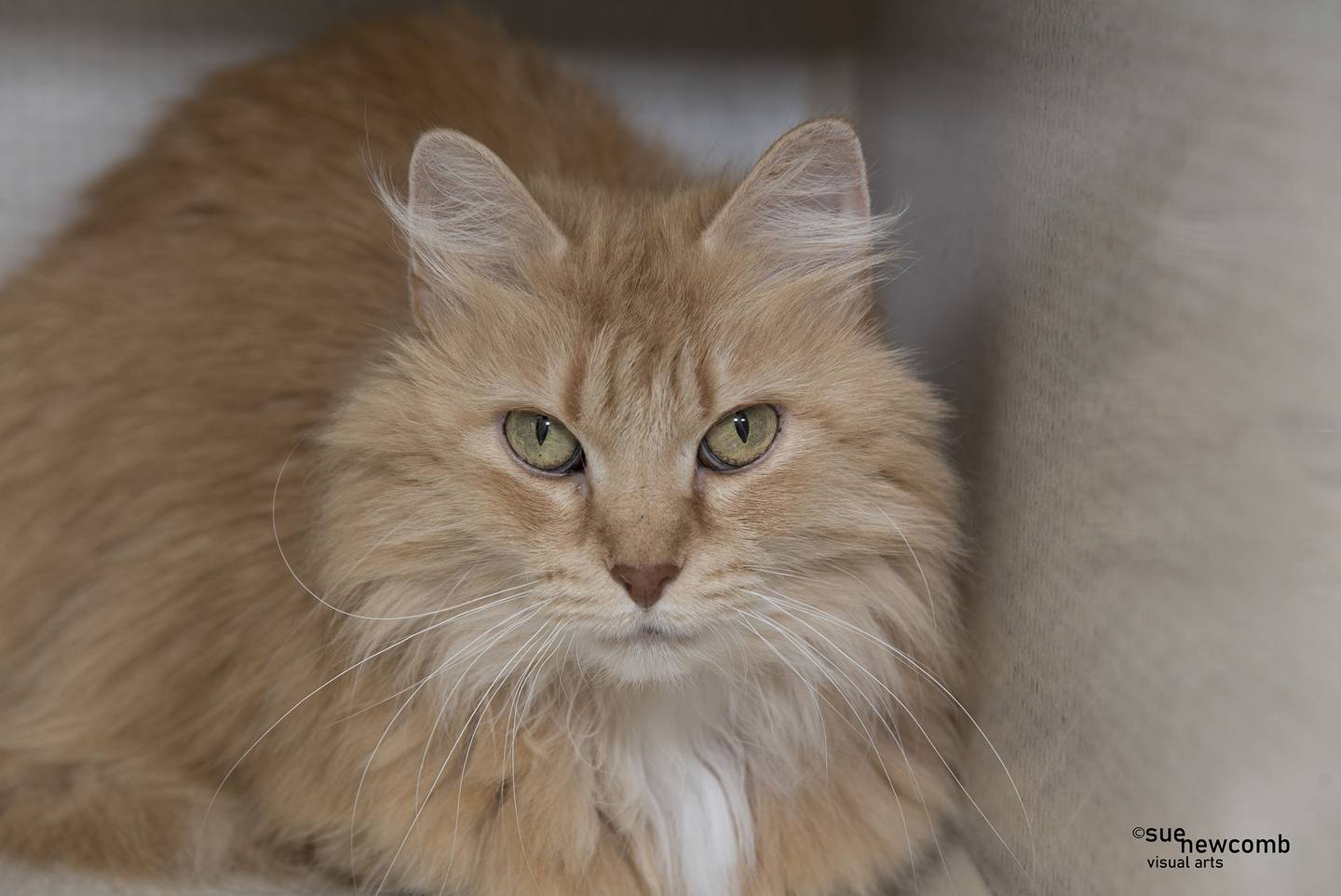 Tulip is a 5-year-old domestic long-haired cat who is a bit timid but loves pets. She needs a patient and loving home where she is the only cat as she seems overwhelmed with the other cats at the shelter. Contact the Will County Humane Society at willcountyhumane.com and follow the instructions for the adoption process.