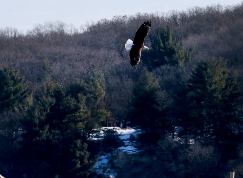 A Bald Eagle soars over the Illinois River on Tuesday, Jan. 31 at the Starved Rock Lock and Dam near Utica.