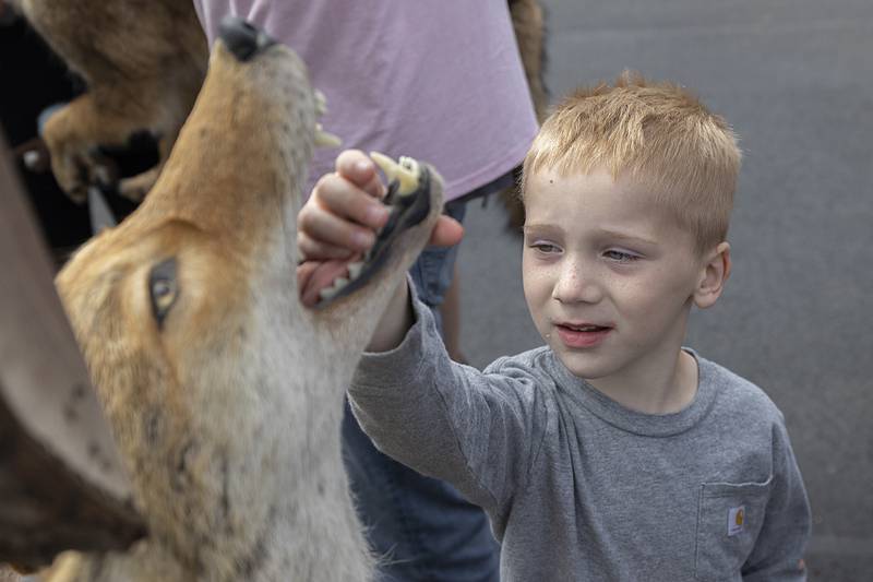 Bennytt Hardt, 5, checks out a taxidermied fox Thursday, May 9, 2024 at Sterling High School’s FFA Farmapalooza.