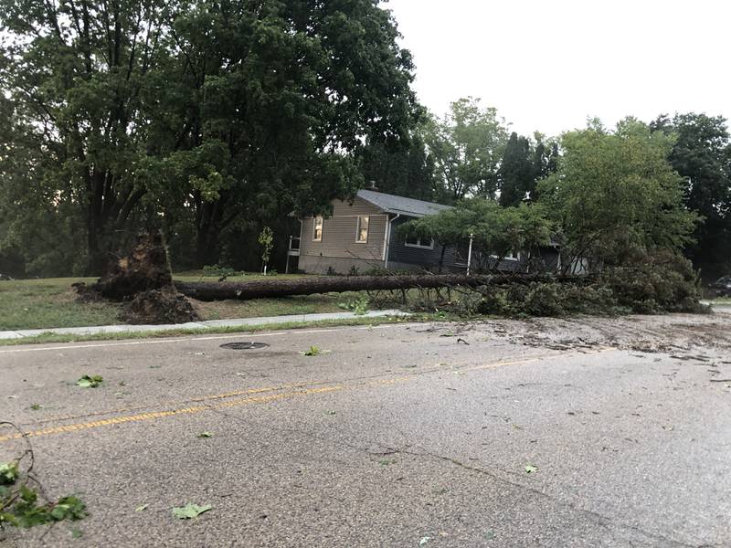 A tree lays across the road on Algonquin Road in Fox River Grove following the storm that rolled through at about 4 p.m. Saturday, Aug. 16, 2025.