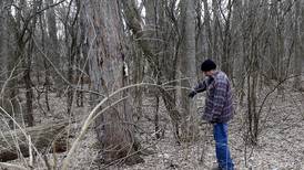 Mushroom hunters say McHenry County is hotbed for elusive morel and more