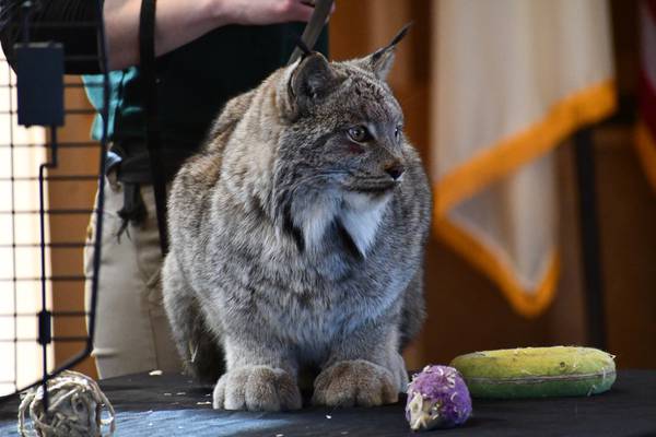 Mammal Madness at Four Rivers in Channahon celebrates region’s native animals