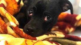 Adorable puppy loves to be around people