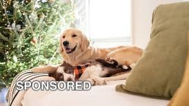 Safety Tips for Dogs this Holiday Season