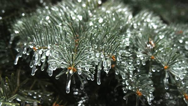 Batavia Plain Dirt Gardeners to meet Nov. 18