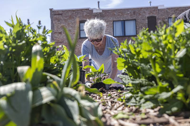 Joan Melzer gets a plant in the ground Wednesday, May 8, 2024 at the Dixon riverfront. Later this week, a group will get to work on pinching petunias for a June 4 basket planting.