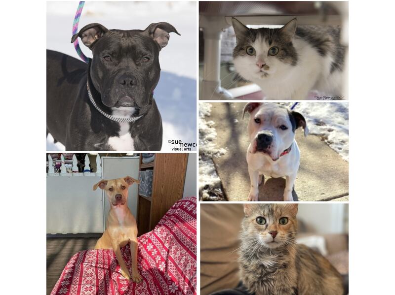 The Herald-News presents this week’s Pets of the Week. Read the description of each pet to find out about that pet, including where he or she can be adopted. The Herald-News presents this week’s Pets of the Week. Read the description of each pet to find out about that pet, including where he or she can be adopted.

The Herald-News presents this week’s Pets of the Week. Read the description of each pet to find out about that pet, including where he or she can be adopted. The Herald-News presents this week’s Pets of the Week. Read the description of each pet to find out about that pet, including where he or she can be adopted.