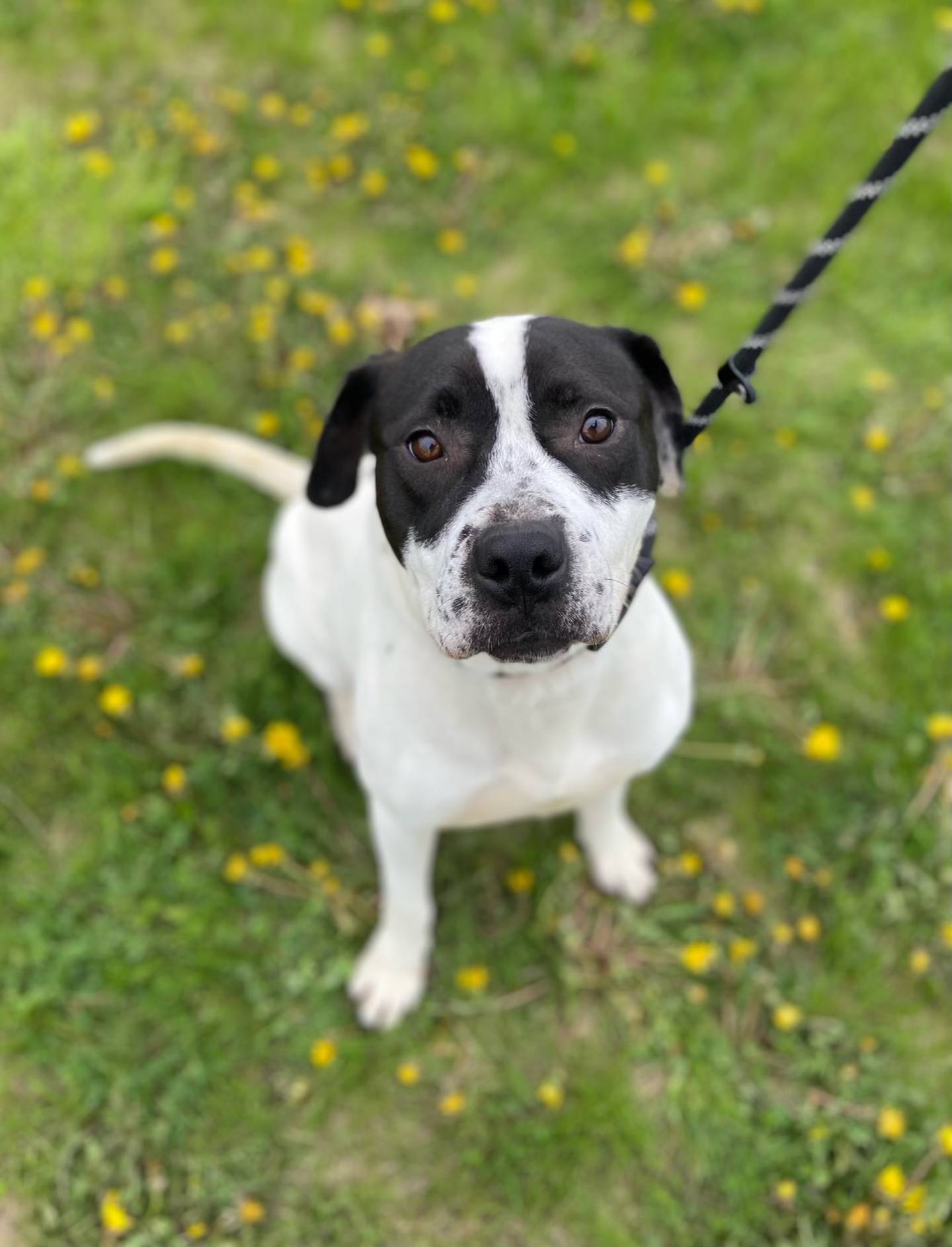Klaus is an active and outgoing 1-year-old mixed breed. He loves to go on walks and is always ready to play. He gets along with other dogs and does well with children. He needs a home with a yard to run in.  To meet Klaus, email Victoria at Victoria@nawsus.org. Visit nawsus.org.