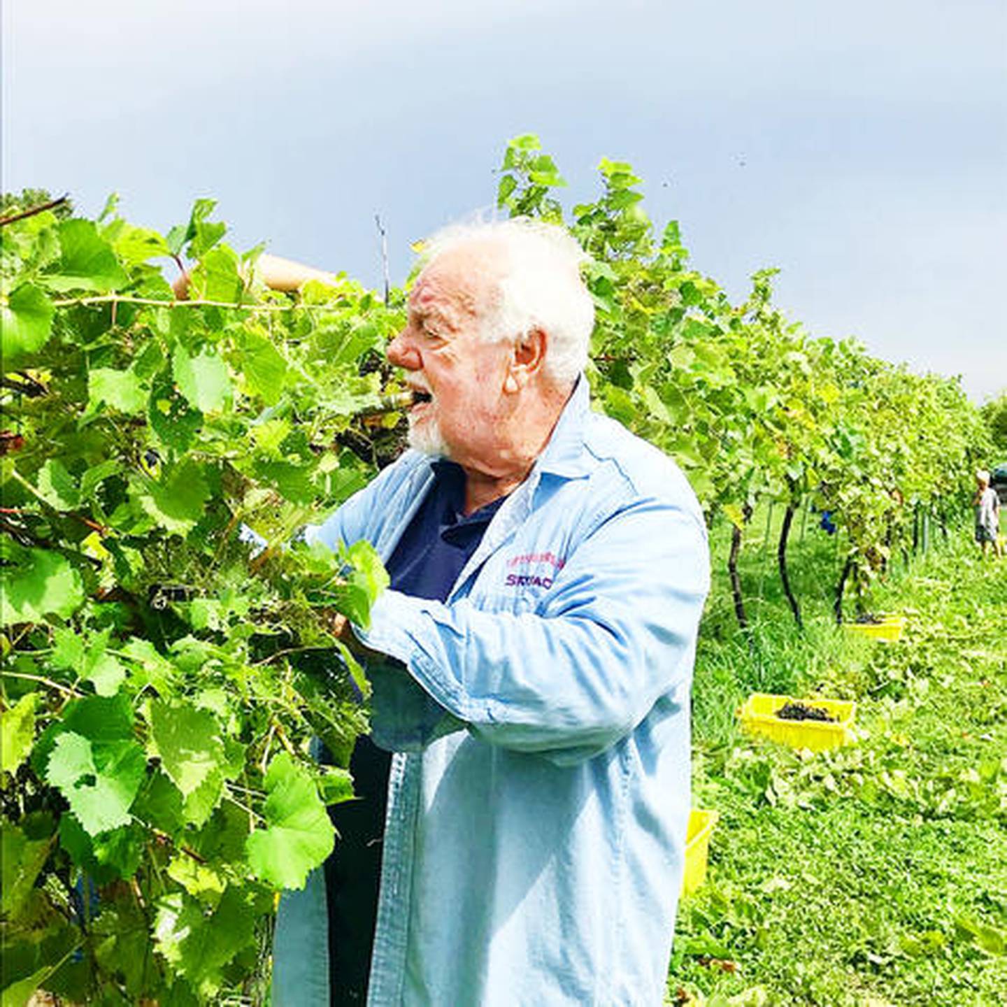 Rosario Bruno moved to the scenic hilly area around Hanover in 2000 after retiring from city life in Chicago. For nearly 25 years, his grapes grown at Fergedaboudit have made unique flavors of wine.