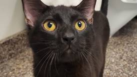 Young, high-energy cat aims to bring personality to new home
