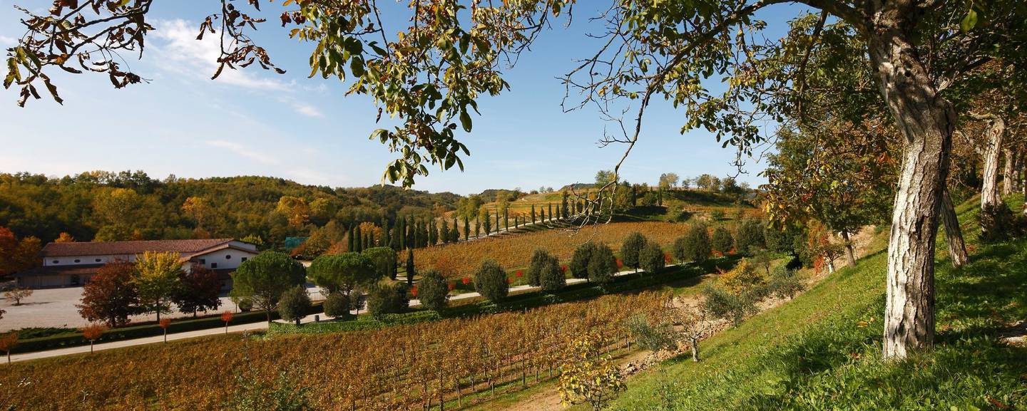 Russiz Superiore- Uncorked Feb. 2025 - Italian wines