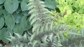 Upcoming Amboy events include Saturday plant sale, 2-day Junk in the Trunk