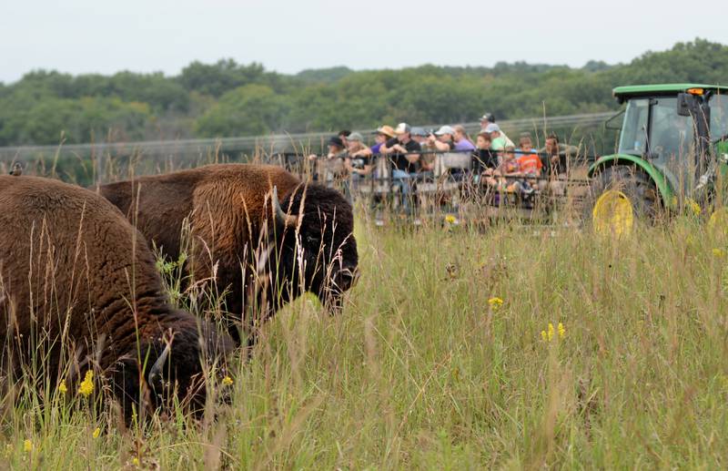 Bison walk near one of the wagons that carried visitors out to the prairie during Bison Tours at the Nachusa Grasslands on Saturday, Sept. 20, 2025. The tours were offered during the annual Autumn on the Prairie event.