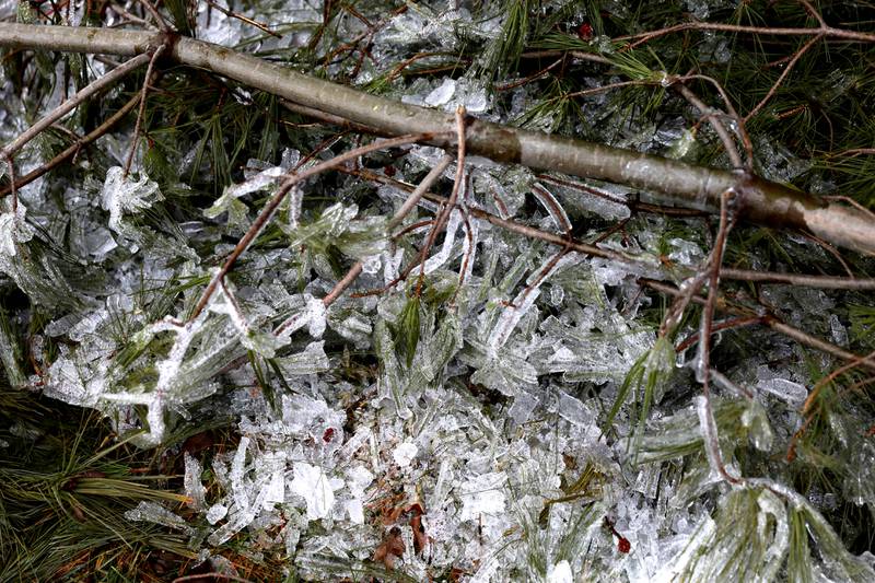 Ice covered trees and dripped from signs in western Kane County after a storm on Thursday, Feb. 23, 2023.