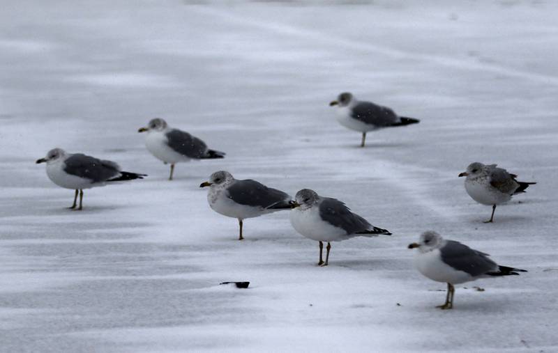 Gulls turn into the wind on Wednesday, Feb. 12, 2025, in McHenry as a winter storm starts to bring heavy snow to the McHenry County area.
