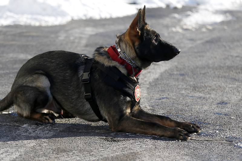 Jäger, a 7-month-old German shepherd, is getting trained as a search-and-rescue dog by Wonder Lake Fire Protection District firefighter and paramedic Ginelle Hennessey. Once trained, the dog will be the first fire department search-and-rescue dog in McHenry County.