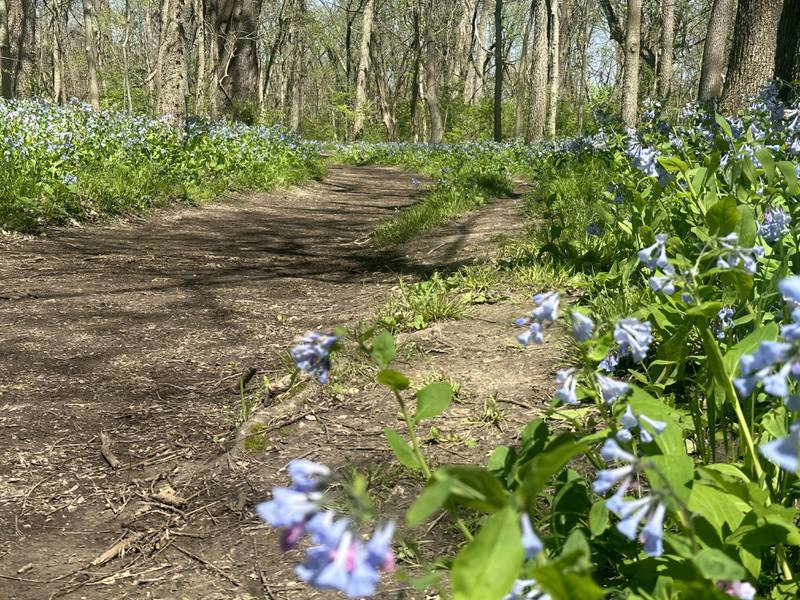 Virginia bluebells bloom on the trailhead to Illinois Canyon on Friday, April 19, 2024 at Starved Rock State Park.