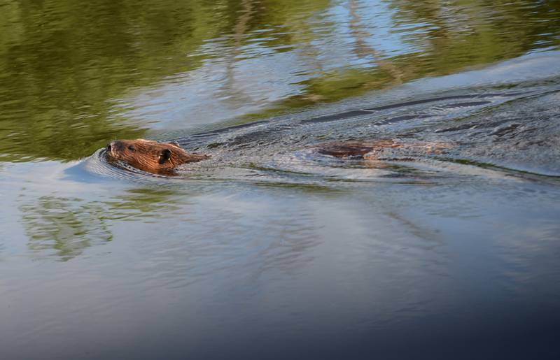 A beaver swims in the  backwaters of the Mississippi River alongside the access road to Lock & Dam 13 north of Fulton on Saturday, July 6, 2024. The river was expected to crest on Sunday.