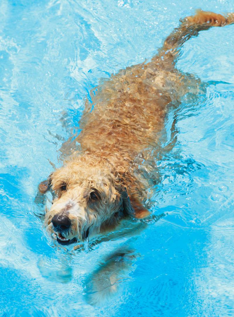 Cedar Lane Kennels - Water safety tips for dogs around pools, lakes and ponds