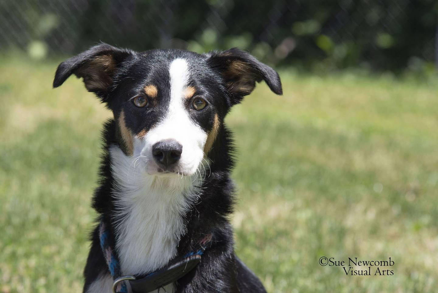 June is a young dog, possibly a Collie mix, who came to the humane society on transport from Kentucky. She is rather timid but is coming out of her shell and enjoys the company of other dogs her size. Contact the Will County Humane Society at willcountyhumane.com and follow the instructions for the adoption process.