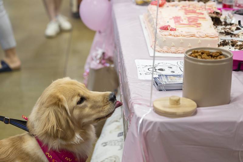 Millie eyes a jar full of puppy treats Tuesday, Feb. 25, 2025, during her birthday party at PetSmart in Dixon.