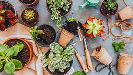 Readers’ Choice winner: The top 4 best garden shops in Kane County